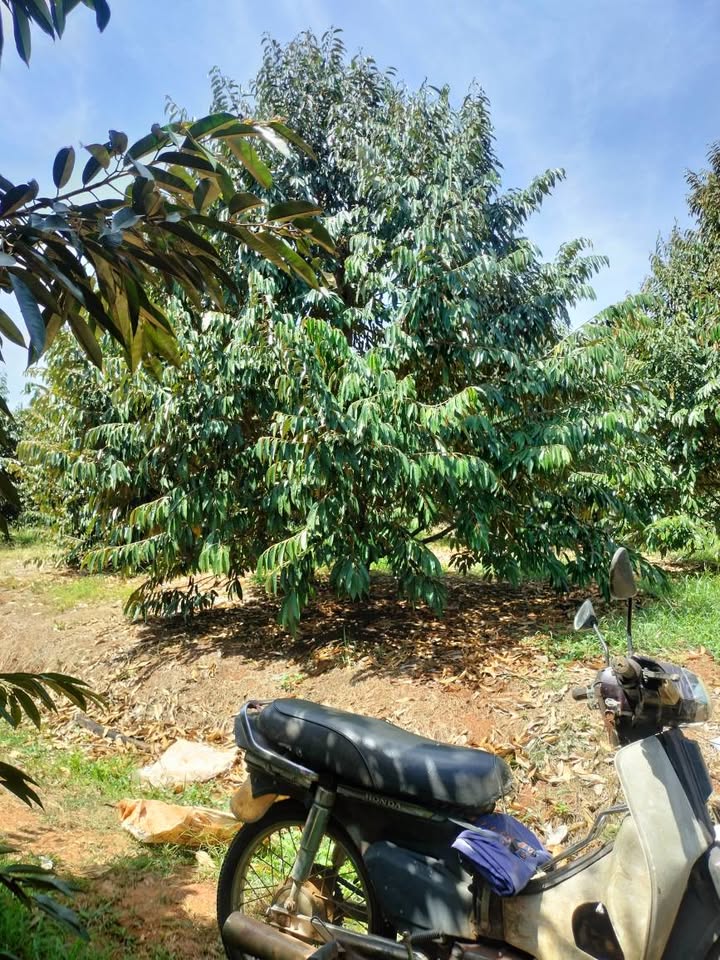 Đất Vườn Đức Trọng 11.140m² giá 4.2 tỷ - Nghỉ Dưỡng Lý Tưởng!