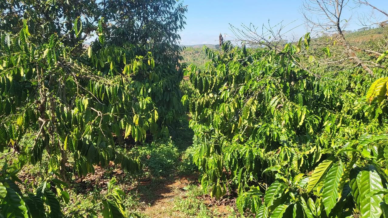 Bán Đất Vườn 1.1ha Tiêu-Cafe Tỉnh Lâm Đồng - Sẵn Điện Nước Ao Hồ