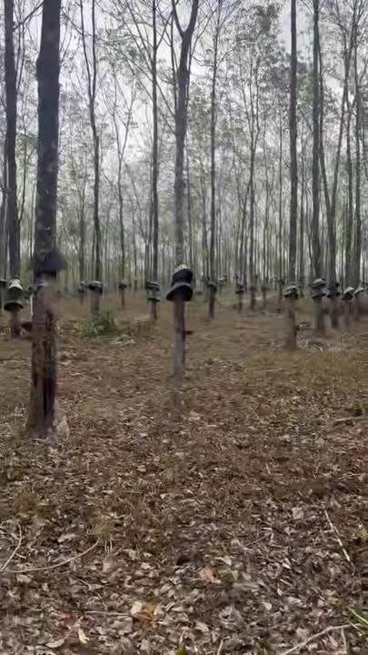 Bán Gấp Đất Farm 24ha Đắk Xú, Kon Tum - Sổ Đỏ Sẵn Sàng