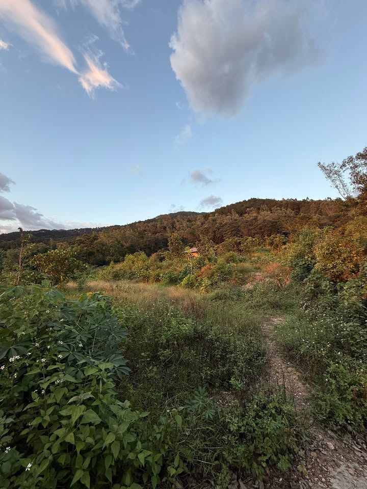 Bán Đất Rừng Tam Đảo 3.600m² - Vườn Quốc Gia Tây Thiên