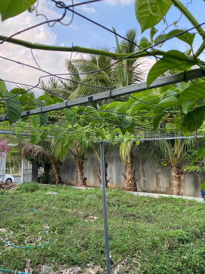 Bán Đất Kon Tum - Mặt Tiền Võ Nguyên Giáp 315m² - Sẵn Sàng Xây Nhà Vườn