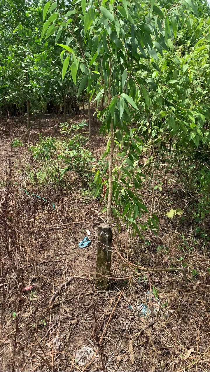 Bán Đất Sóc Trăng 517m² Mặt Tiền Lộ Dal 2m - Giá 590 Triệu