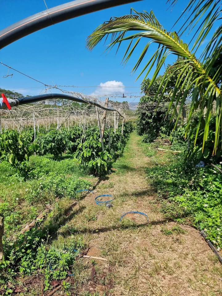 Bán Gấp Đất Vườn 10.383m² Xã Phi Tô, Lâm Hà - Có Chanh Dây, Cà Phê Cho Thu Nhập
