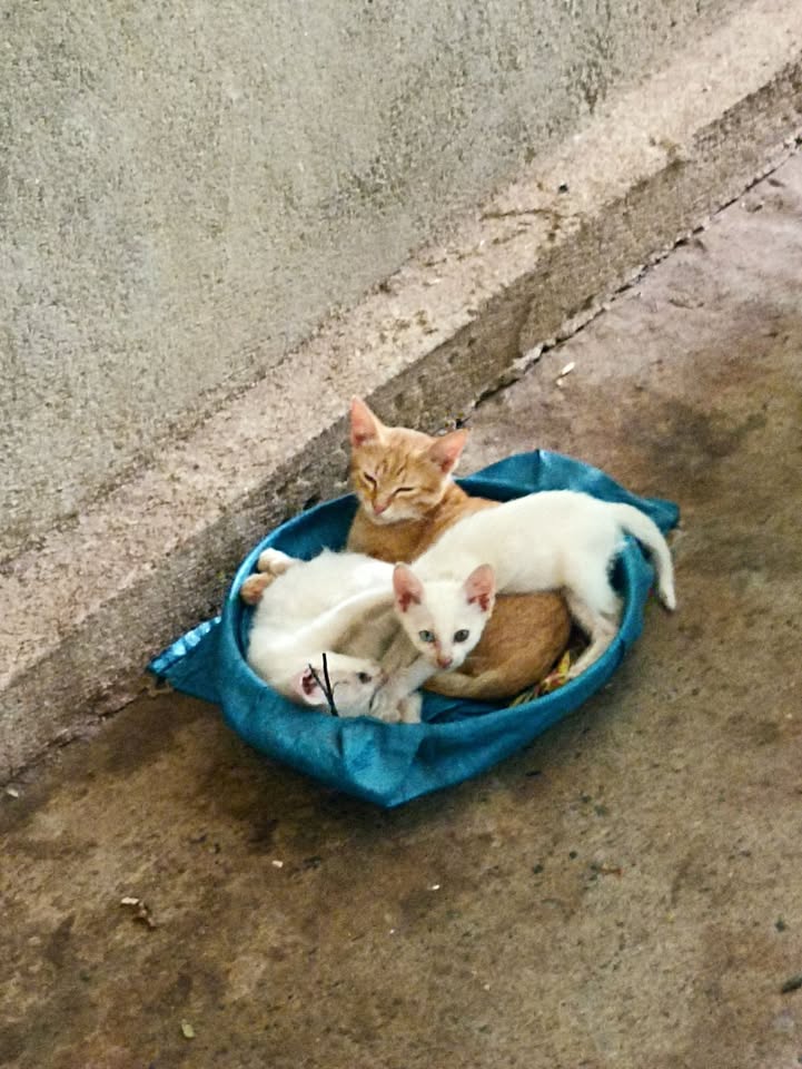 Nhà Mặt Tiền Kinh Doanh 128m² TT Vĩnh An, Vĩnh Cửu - Giá Tốt