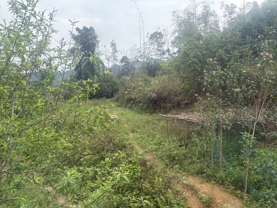 Bán đất 3700m² Xuân Dương, Bắc Kạn - Có rừng quế, suối, giá 600 triệu