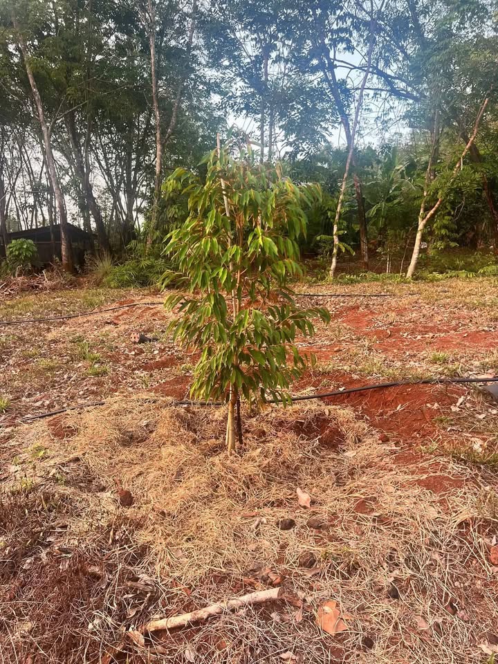 Đất Vườn Sầu Riêng 2ha Mặt Tiền 33m - Giá 3 Tỷ Bình Phước