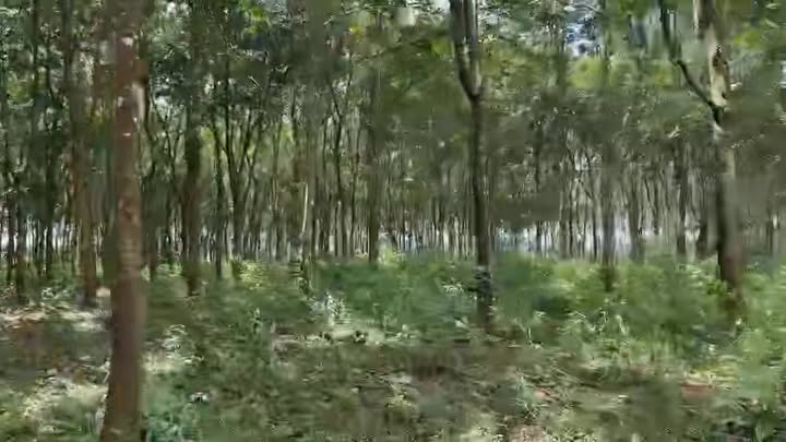 Đất Nền 8.2ha Krông Búk - Sổ Hồng Chính Chủ, Tiềm Năng Lớn!