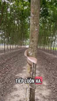 Đất Tân Hội, Tây Ninh 7200m² - Pháp lý rõ ràng, giá 1.1 tỷ!