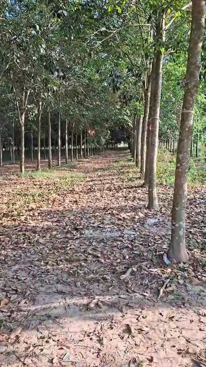 Đất Cao Su 70.000m² Tân Hưng, Tây Ninh - Tiềm năng tăng giá, sổ đỏ sẵn sàng!