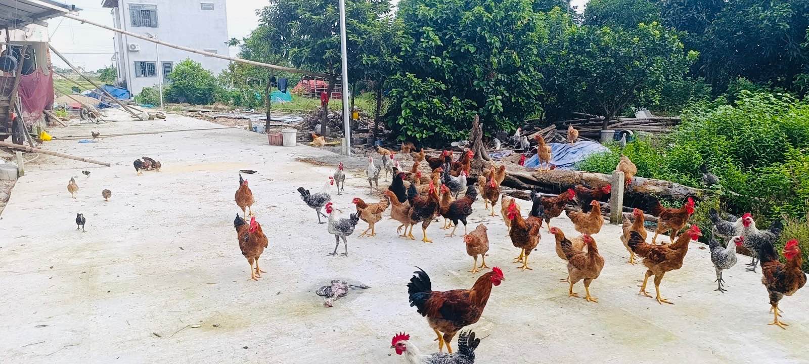 Bán Gấp Đất Nam Sơn, Hòa Tiến 120m² - Sổ Đỏ Sẵn Sàng