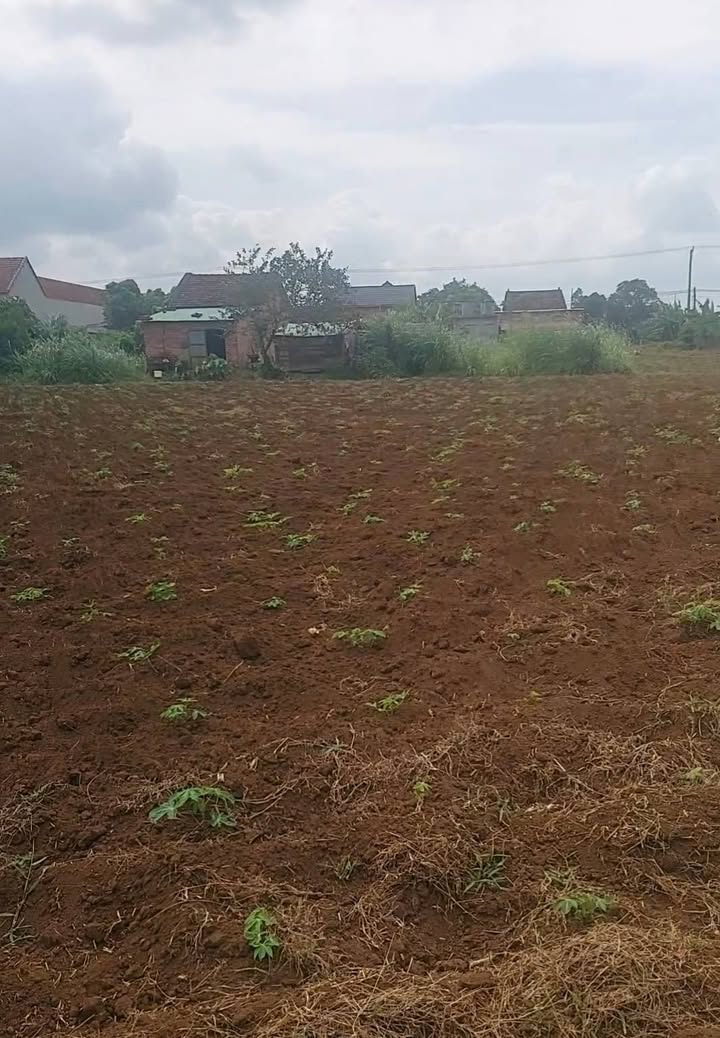 Bán Đất Vườn 1500m² Mặt Tiền Đường DH 84, Tuy Hòa - Tiềm Năng Đầu Tư Lớn