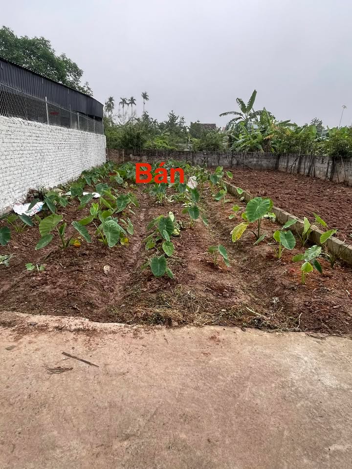 Đất nền Thường Tín 80m² giá 6xx triệu - Sổ đỏ chính chủ!