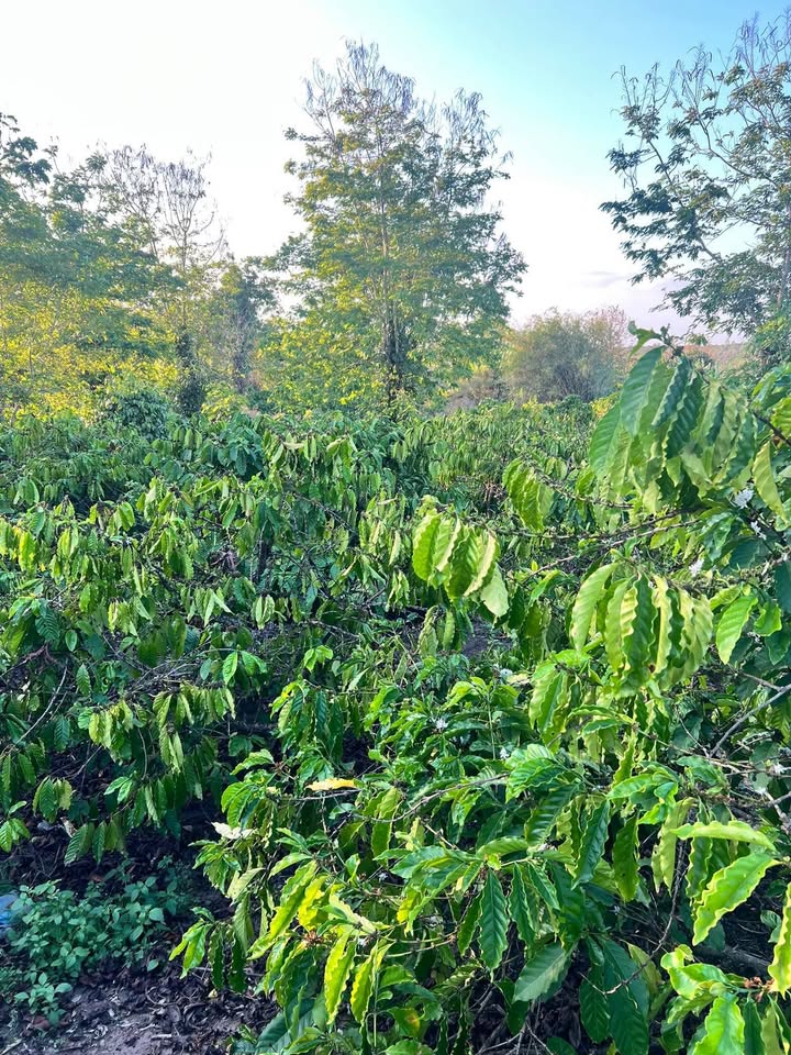 Bán 5 Sào Đất Vườn Trồng Cà Phê, Tiêu - Thôn Đồi Cày, Buôn Đôn