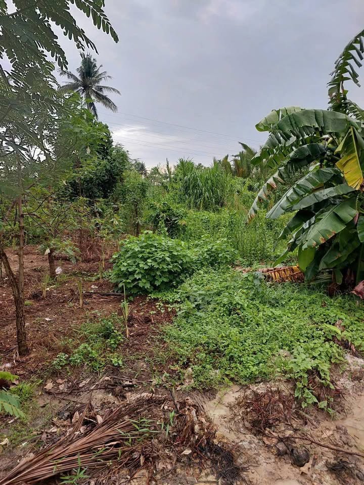 Bán Nền Thổ Cư 150m² Hẻm Cầu Vườn Tiêu, Bến Tre - Giá Tốt 750 Triệu