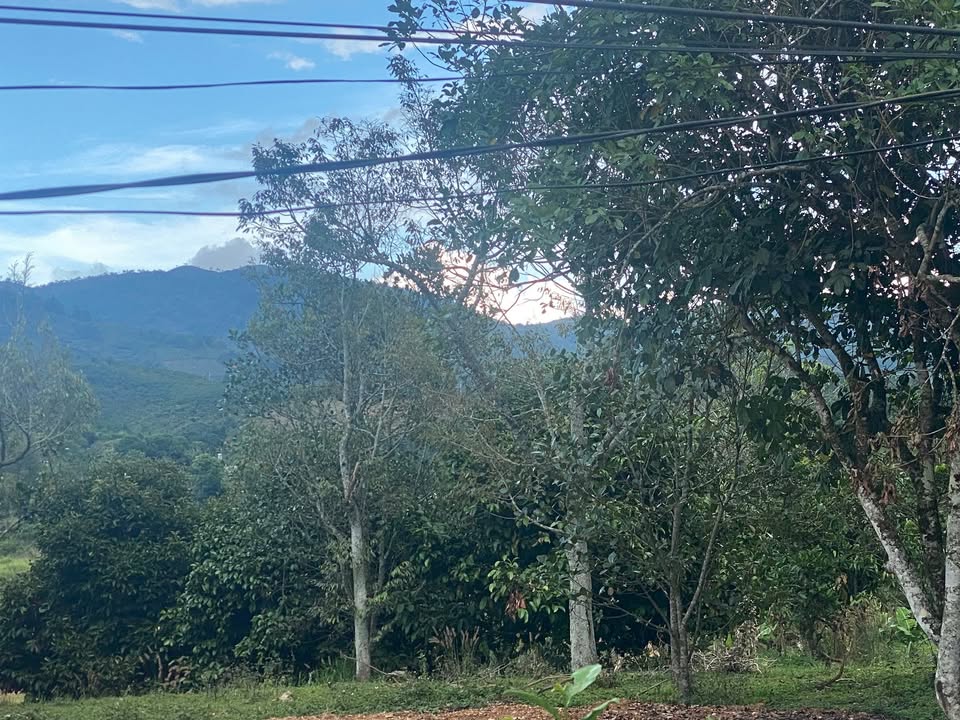 Đất nền Bảo Lộc Đinh Công Tráng 10.000m² 20 tỷ - Sổ đỏ chính chủ