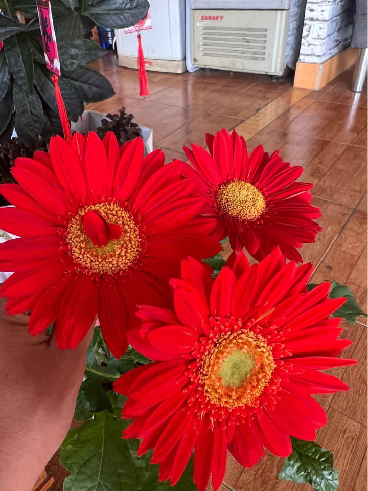 Nhà Cấp 4 Mặt Tiền Trần Nguyễn Hãn Bảo Lộc 150m² 3 Tỷ - Mặt Tiền Kinh Doanh!