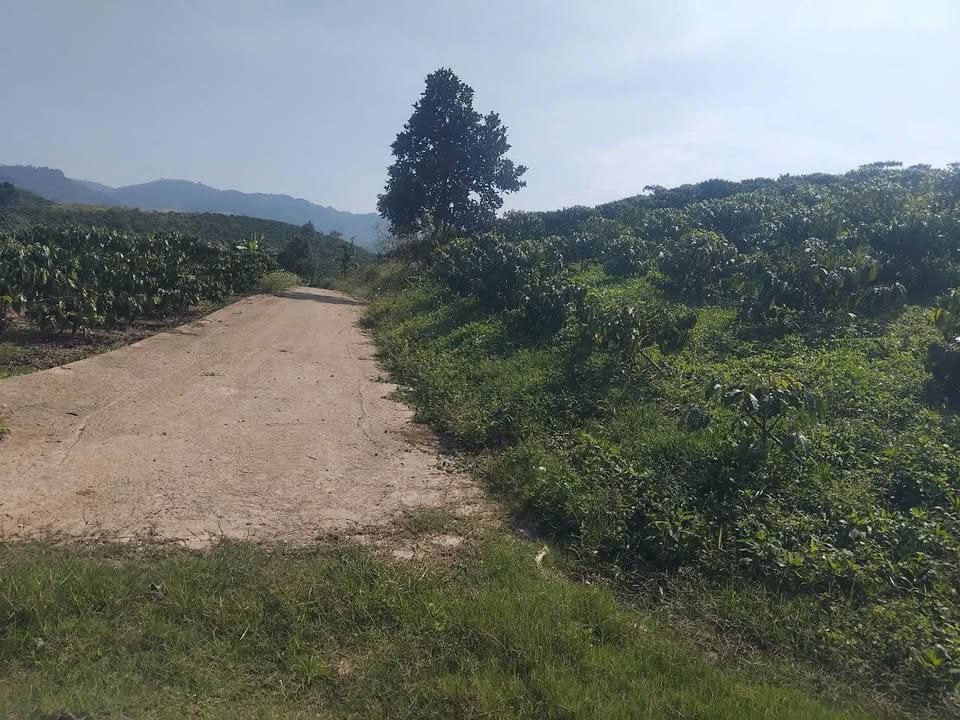 Bán Đất Farm Cafe 1800m² Bảo Lộc - Sổ Đỏ Sẵn Sàng, Giá Đầu Tư 2 Tỷ