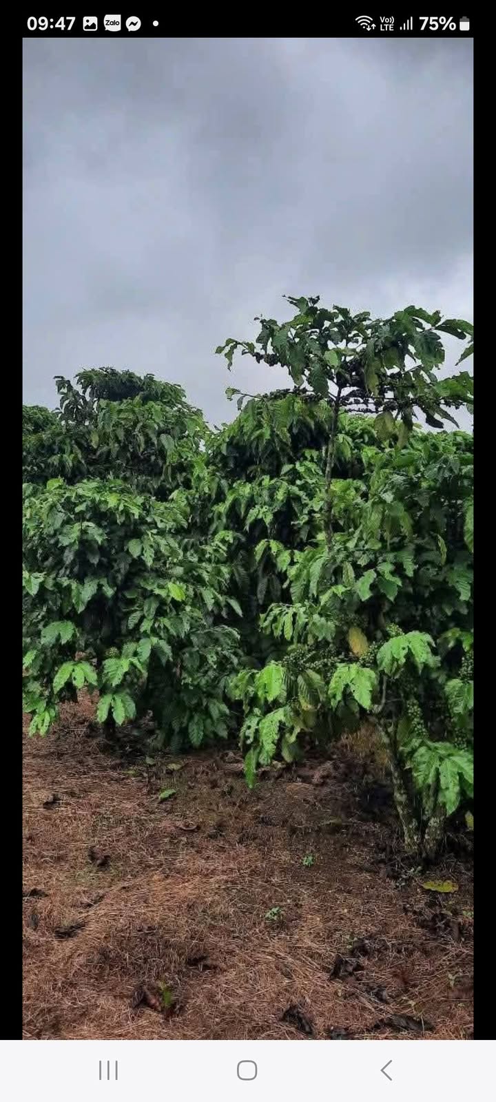 Bán Đất Nền Bảo Lâm 5700m² - Gần Bệnh Viện K1, Chùa - Giá 2.96 Tỷ