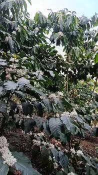 Đất Nền Lộc Lâm, Bảo Lâm 1980m² - Sổ đỏ chính chủ, đường ô tô!