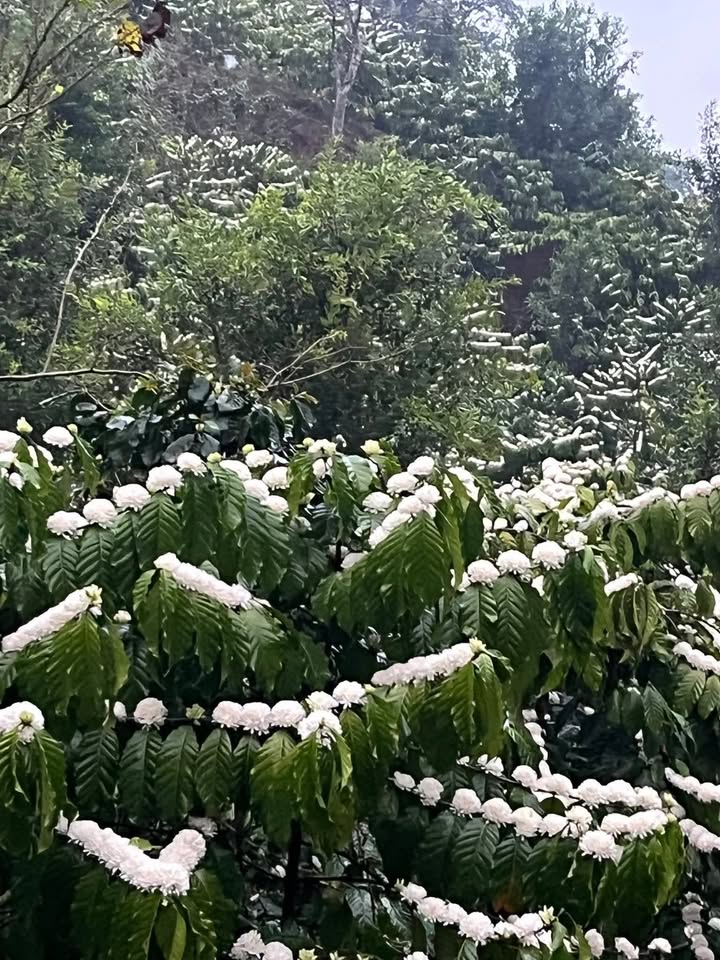 Đất Vườn Đam Rông 2ha - Đang kinh doanh, Giá đầu tư tốt!