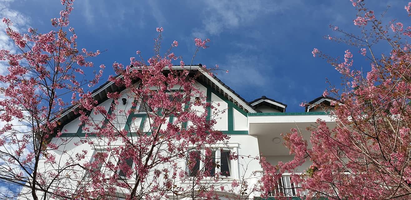 Cho thuê Căn hộ Cao cấp Đà Lạt 2PN - View thoáng, Nội thất xịn