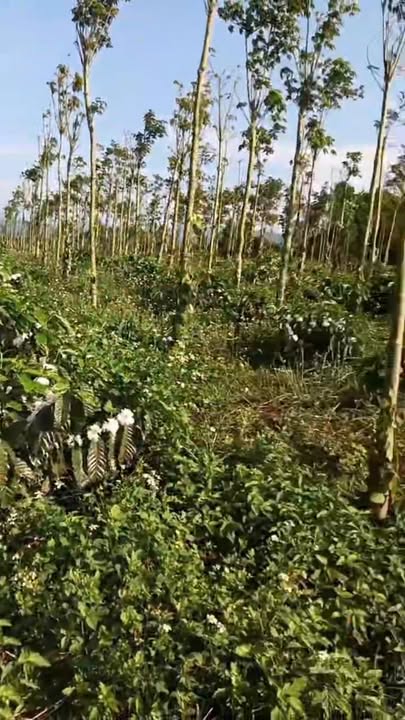 Bán Gấp Đất Rẫy Đăk Song, Đăk Nông - 2880m² Trồng Cà Phê Tiêu, Giá 900 Triệu