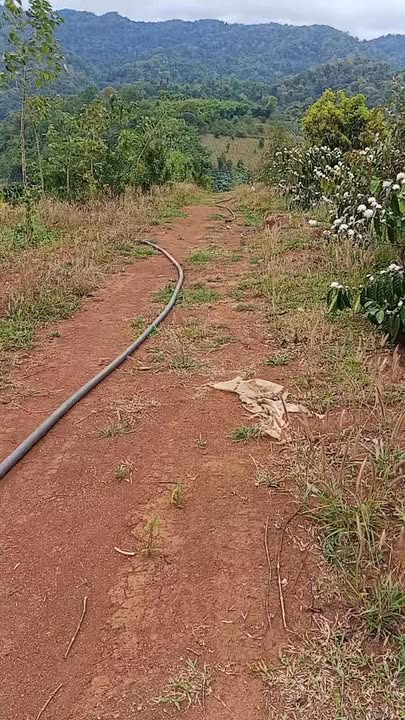 Đất Rẫy Nâm Nung Krông Nô 1.2ha - Đường ô tô tới tận nơi!