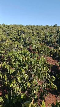 Đất Nền Xã Phúc Thọ, Hà Nội 1.2ha - Sổ đỏ chính chủ, tiềm năng tăng giá!