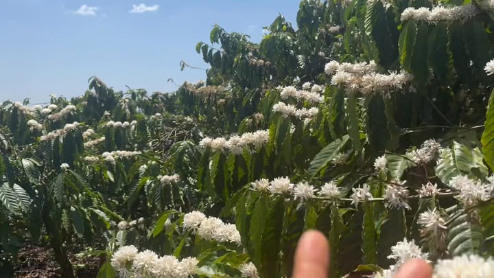 Đất Vườn Xã Liên Hà, Lâm Hà 3260m² giá 4.3 tỷ - Giá đầu tư tốt!