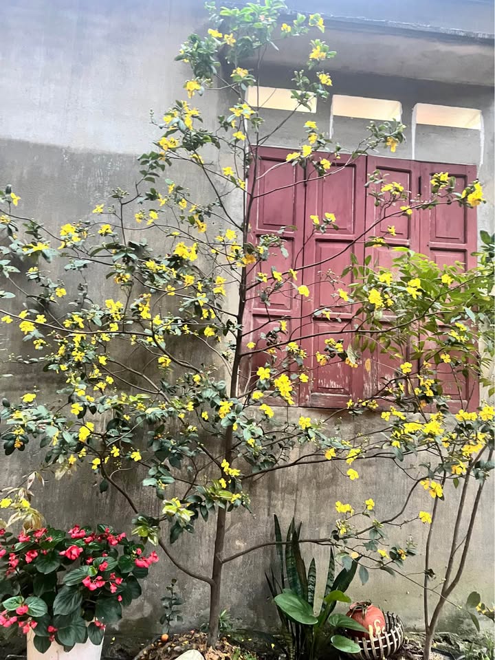 Đất nền 100m² full thổ cư, mặt tiền 5.25m đẹp - Gần Tròn Bắc Sơn, TP. Thái Nguyên