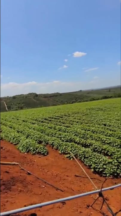 Đất vườn Gào Gia Lai 3,3ha 4,8 tỷ - Sổ hồng rõ ràng