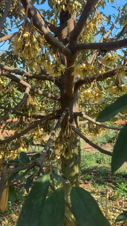 Bán Gấp Vườn Sầu Riêng 3.2ha Tại Chư Pưh, Gia Lai - 25 Tỷ