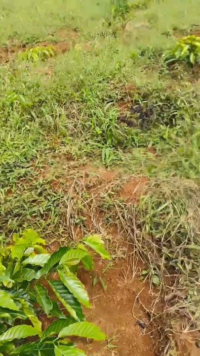 Đất Quảng Tân, Tuy Đức 1,2 ha 1,7 tỷ - Tiềm năng tăng giá