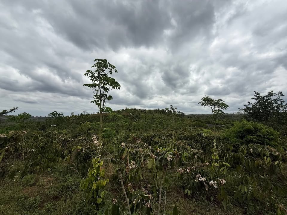 Farm Đắk Mil 1.908m² giá 1,325 tỷ - Sổ đỏ rõ ràng