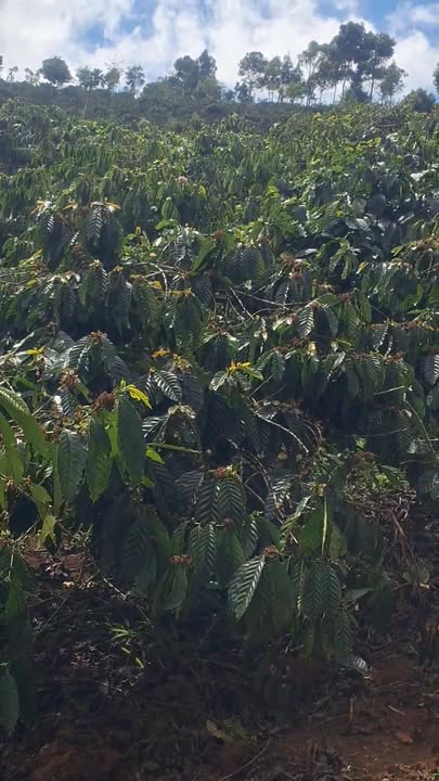 Đất nền Đắk Drô Krông Nô 2880m² 1.25 tỷ - Tiềm năng tăng giá