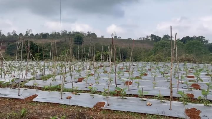 Đất nền QL14C Tuy Đức 2.500m² 162,5 tỷ - Sổ đỏ chính chủ