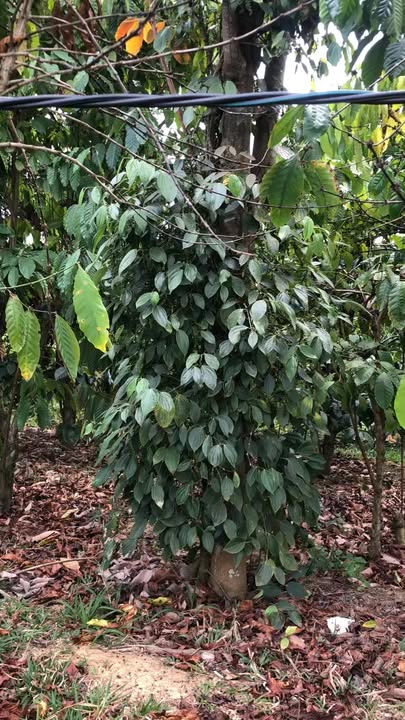 Đất nền Đăk Lưu Tân Thành 360m² - Hạ tầng hoàn thiện