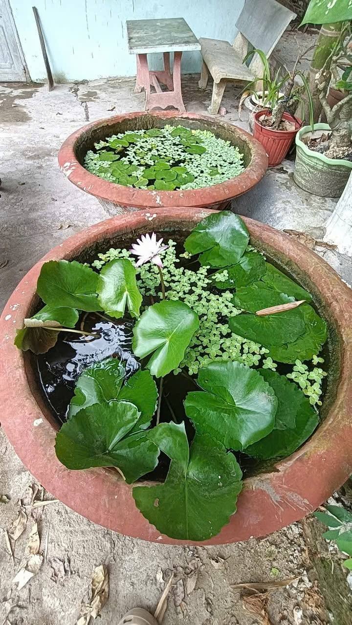 Nhà 48m² cho thuê giá 1.8 triệu/tháng tại Khu dân cư 3A, Cần Thơ - Sẵn Sàng Ở Ngay