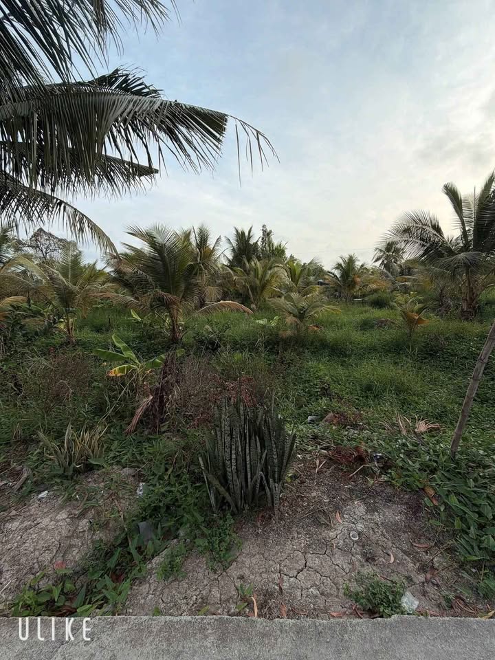 Đất Vàm Ô Rô Cà Mau 1116m² - Giá Tốt Đầu Tư