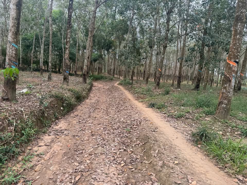 Bán Đất Vườn 3ha Phước Hòa, Bình Dương - Kinh Doanh, Đầu Tư