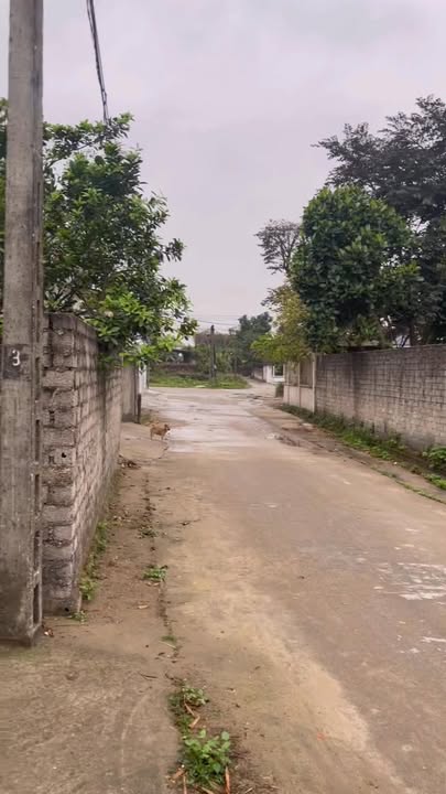 Đất nền Việt Hùng Hiệp Hòa 186m² - Đầu tư sinh lời ngay!