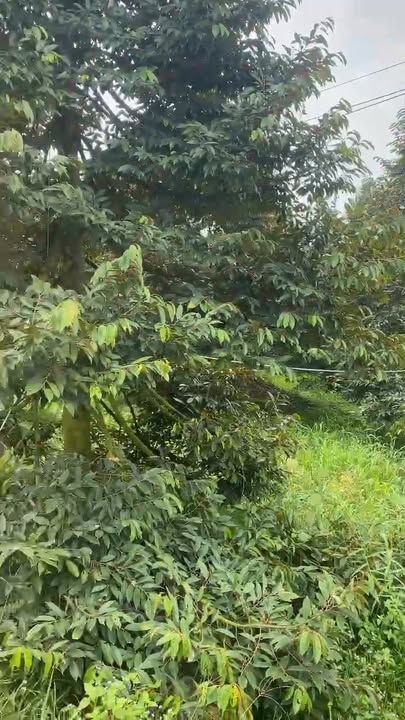 Đất Vườn Tiền Giang - 3464m² Sầu Riêng Ri6 - 3.8 Tỷ