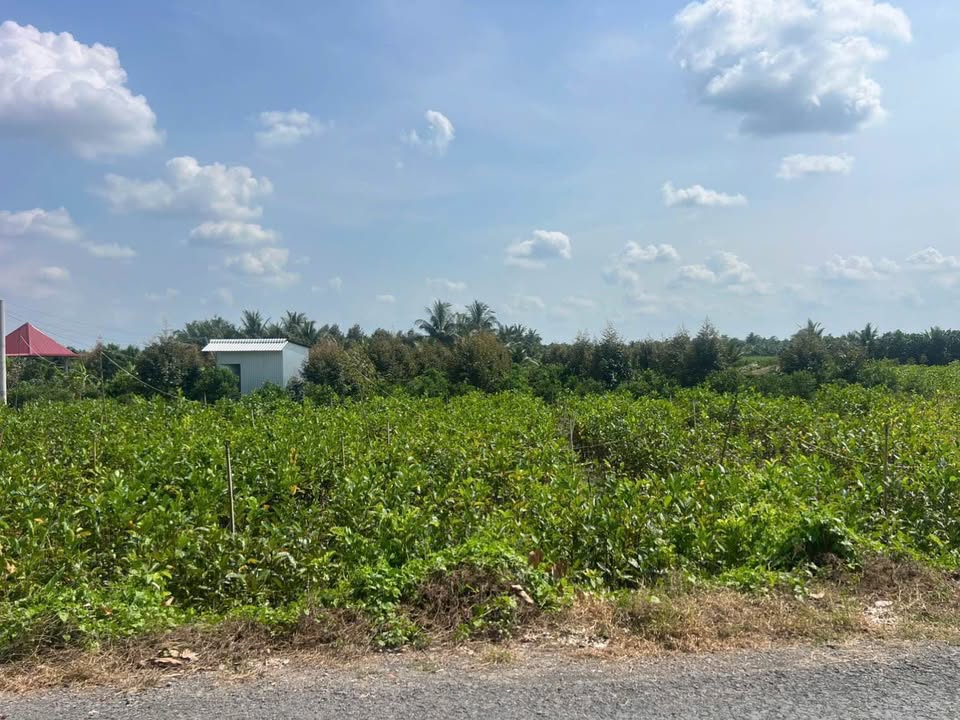 Đất nền Nhơn Phú Vĩnh Long 1015.7m² - Tiềm năng tăng giá vượt trội!