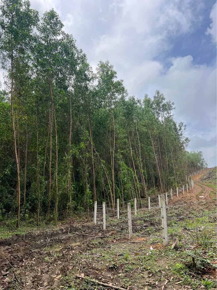 Bán đất trang trại 10000m² Đà Nẵng - Giá 790 triệu, đất đẹp