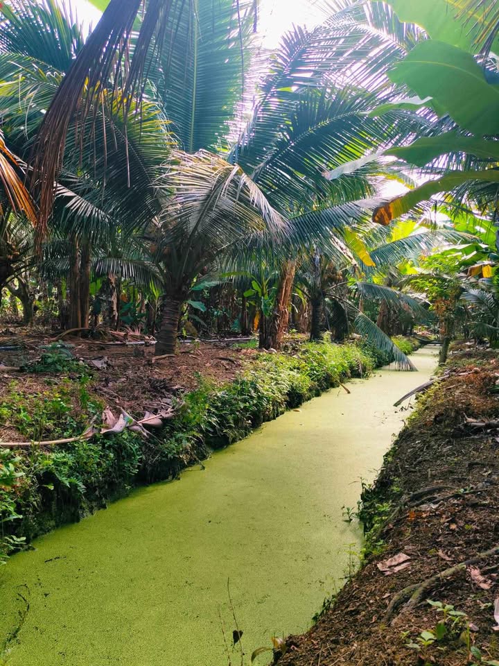 Vườn Dừa Châu Thành Bến Tre 6300m² - Giá 5.04 Tỷ - Nghỉ Dưỡng Tuyệt Vời