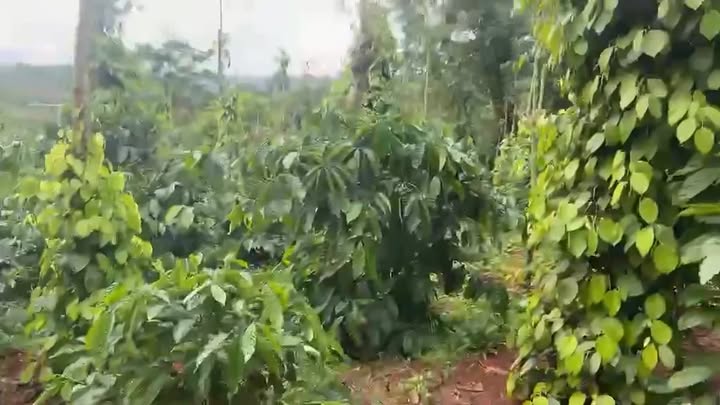 Bán gấp đất vườn 1080m² Đắk Song, Đắk Nông - Sổ đỏ sẵn sàng