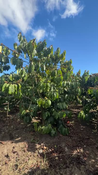 Bán Đất Vườn 12000m² Xã Tân Thanh, Lâm Hà - Giá 4.5 Tỷ