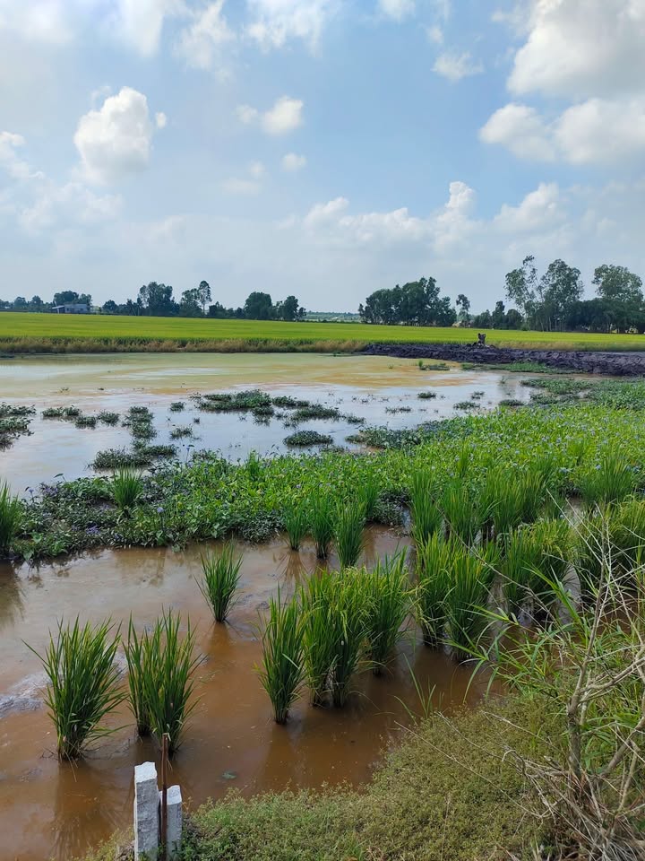 Đất nền Tân Phước, Tiền Giang 420m² - Đất thổ cư 100%