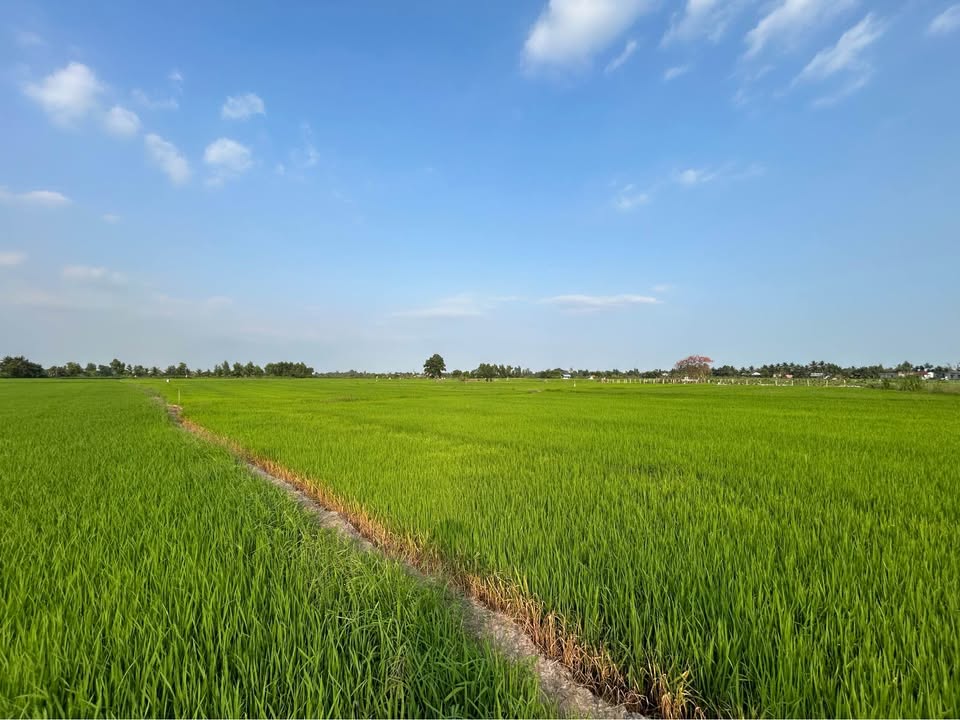 Bán Đất Vườn 15.000m² Tân Lý Đông, Tiền Giang - Sẵn Sàng Xây Kho Xưởng, Biệt Phủ