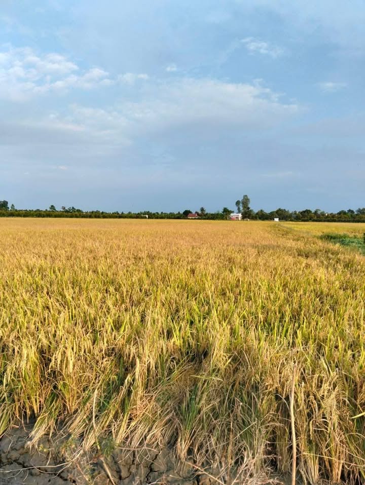 Cho thuê gấp 14.000m² đất nông nghiệp ven sông, Mỹ Trung, Cái Bè